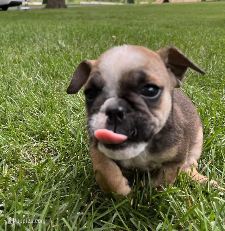 Tulip – English Bulldog puppy for sale in Ligonier, IN