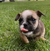 Tulip, a female English Bulldog for sale in Ligonier, IN – 1 of 2