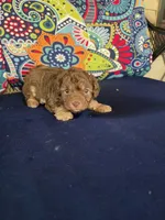 Pooh, a male Poodle - Miniature  for sale in Frisco City, AL – 3 of 4