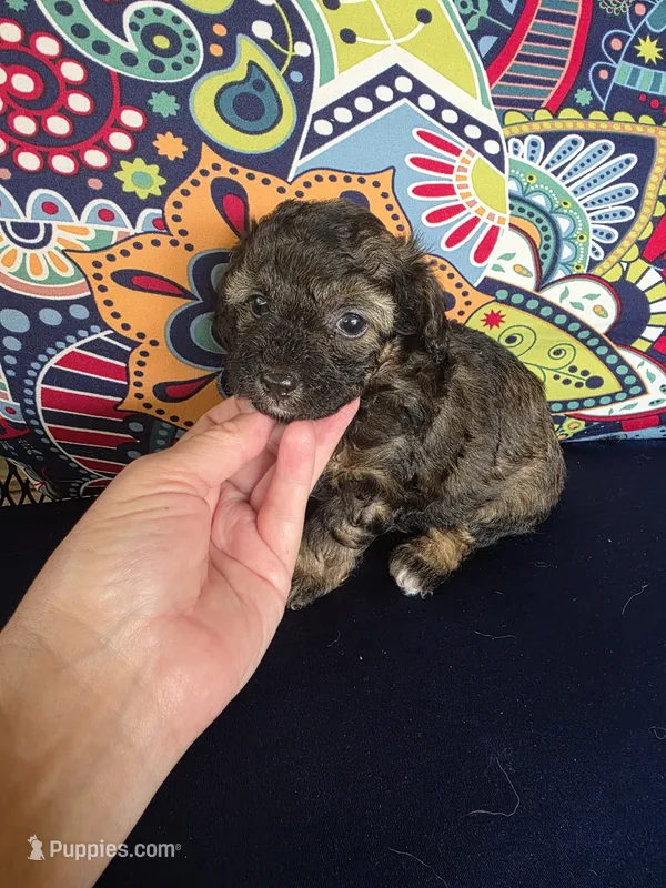 Winnie – Poodle - Miniature  puppy for sale in Frisco City, AL