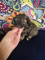 Winnie, a female Poodle - Miniature  for sale in Frisco City, AL – 1 of 4