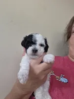 Snoopy, a male Poodle - Miniature  for sale in Frisco City, AL – 2 of 3