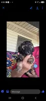 Winnie, a female Poodle - Miniature  for sale in Frisco City, AL – 2 of 4