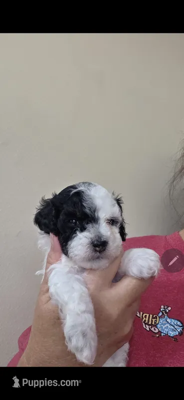 Snoopy – Poodle - Miniature  puppy for sale in Frisco City, AL
