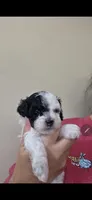 Snoopy, a male Poodle - Miniature  for sale in Frisco City, AL – 1 of 3