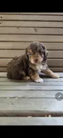 Pooh, a male Poodle - Miniature  for sale in Frisco City, AL – 2 of 4