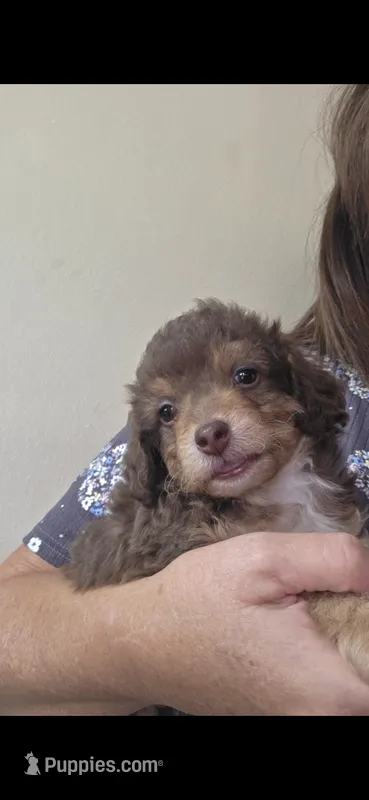 Pooh – Poodle - Miniature  puppy for sale in Frisco City, AL