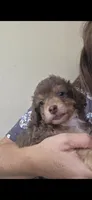 Pooh, a male Poodle - Miniature  for sale in Frisco City, AL – 1 of 4