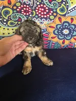 Winnie, a female Poodle - Miniature  for sale in Frisco City, AL – 3 of 4