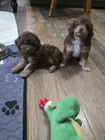 Pooh, a male Poodle - Miniature  for sale in Frisco City, AL – 4 of 4