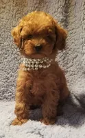 Macy, a female Poodle - Toy  for sale in Chicago, IL – 1 of 1