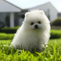 Tiny, a female Pomeranian for sale in Chicago, IL – 1 of 1
