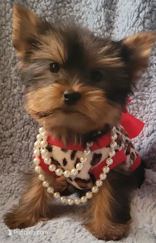 Lovie (teacup) – Yorkshire Terrier puppy for sale in Chicago, IL