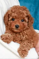 River, a male Poodle - Toy  for sale in Chicago, IL – 1 of 2