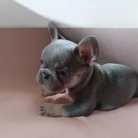 Wilma, a female French Bulldog for sale in Chicago, IL – 3 of 3