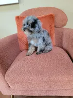 Merle , a male Poodle - Toy  for sale in Chicago, IL – 3 of 7