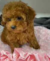 Tiny Macy, a female Poodle - Toy  for sale in Chicago, IL – 2 of 3