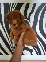 Lucy, a female Poodle - Toy  for sale in Chicago, IL – 2 of 3