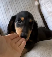 AKC Seven, a male Miniature Dachshund for sale in Chicago, IL – 5 of 8