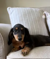 AKC Seven, a male Miniature Dachshund for sale in Chicago, IL – 7 of 8