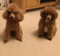 Ridge , a male Poodle - Toy  for sale in Chicago, IL – Photo 2 of 3