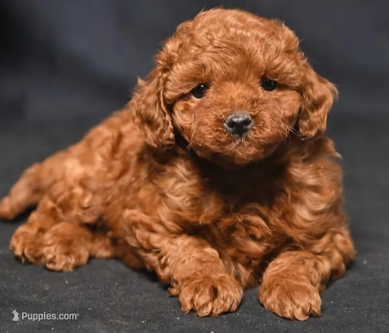 Ridge , a male Poodle - Toy  for sale in Chicago, IL – Photo 1 of 3