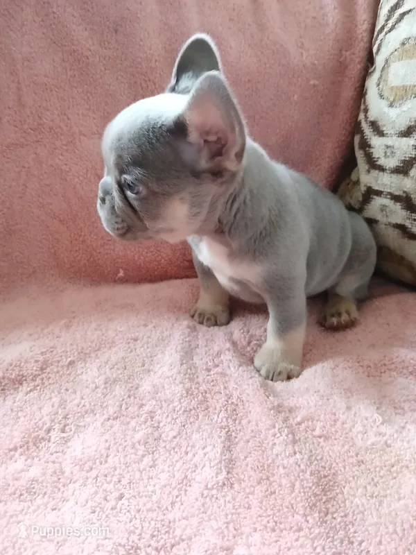 Wilma – French Bulldog puppy for sale in Chicago, IL