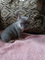 Wilma, a female French Bulldog for sale in Chicago, IL – 4 of 6
