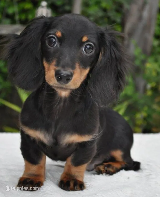 Dream – Miniature Dachshund puppy for sale in Chicago, IL