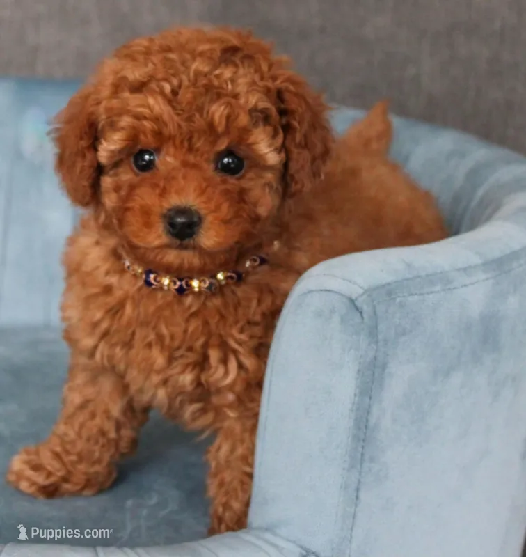 Ridge, a male Poodle - Toy  for sale in Chicago, IL – Photo 1 of 1