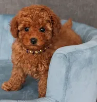 Ridge, a male Poodle - Toy  for sale in Chicago, IL – 1 of 1