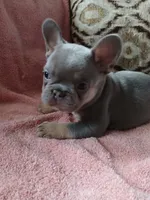 Wilma, a female French Bulldog for sale in Chicago, IL – 5 of 6