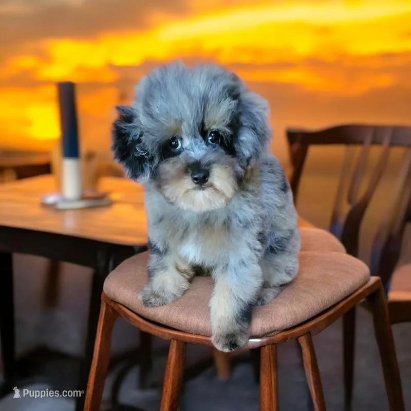 Merle  – Poodle - Toy  puppy for sale in Chicago, IL