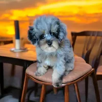 Merle , a male Poodle - Toy  for sale in Chicago, IL – 1 of 7