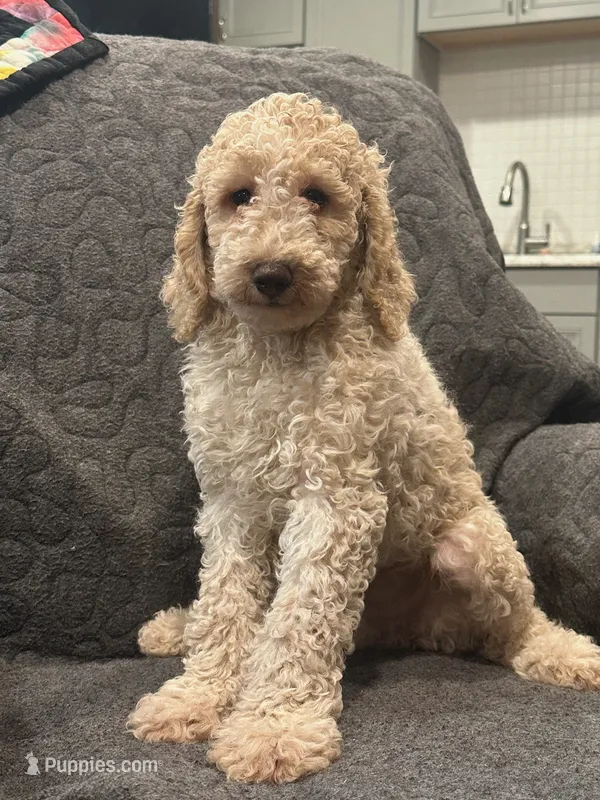 Stand – Poodle - Standard  puppy for sale in Chicago, IL