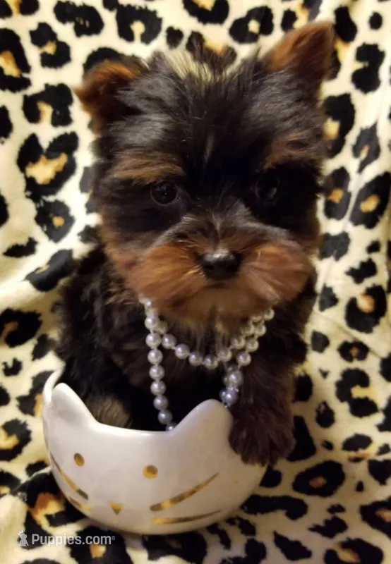 Lovie (teacup) – Yorkshire Terrier puppy for sale in Chicago, IL