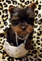 Lovie (teacup), a female Yorkshire Terrier for sale in Chicago, IL – 1 of 3