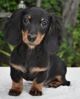 Dream, a female Miniature Dachshund for sale in Chicago, IL – 1 of 1