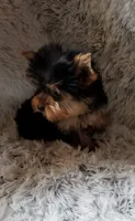 Speedy, a male Yorkshire Terrier for sale in Chicago, IL – 2 of 3