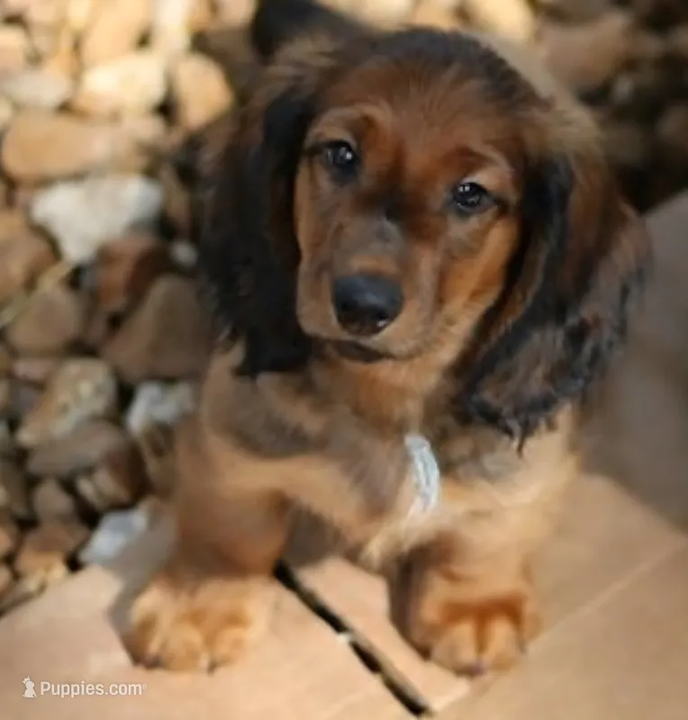 AKC Seven – Miniature Dachshund puppy for sale in Chicago, IL