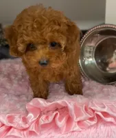 Tiny Macy, a female Poodle - Toy  for sale in Chicago, IL – 3 of 3