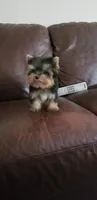 Mosure , a male Yorkshire Terrier for sale in Chicago, IL – 4 of 5