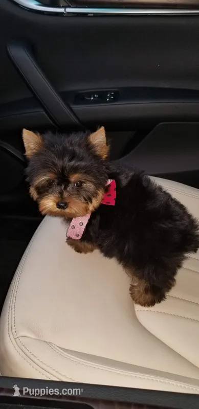 Mosure  – Yorkshire Terrier puppy for sale in Chicago, IL