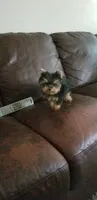Mosure , a male Yorkshire Terrier for sale in Chicago, IL – 5 of 5