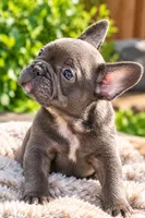 Coco, a female French Bulldog for sale in Chicago, IL – 2 of 2