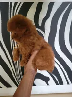 Lucy, a female Poodle - Toy  for sale in Chicago, IL – 3 of 3