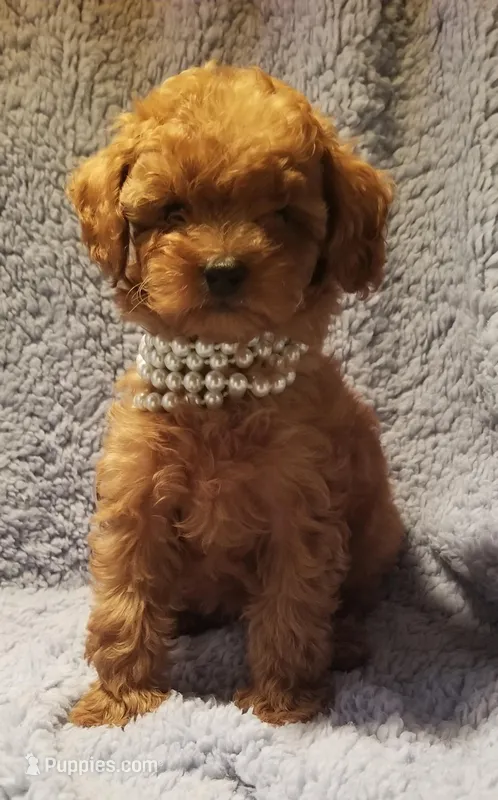 Pearl, a female Poodle - Toy  for sale in Chicago, IL – Photo 1 of 1