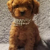 Pearl, a female Poodle - Toy  for sale in Chicago, IL – 1 of 1