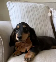 AKC Seven, a male Miniature Dachshund for sale in Chicago, IL – 4 of 8