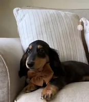 AKC Seven, a male Miniature Dachshund for sale in Chicago, IL – 3 of 8